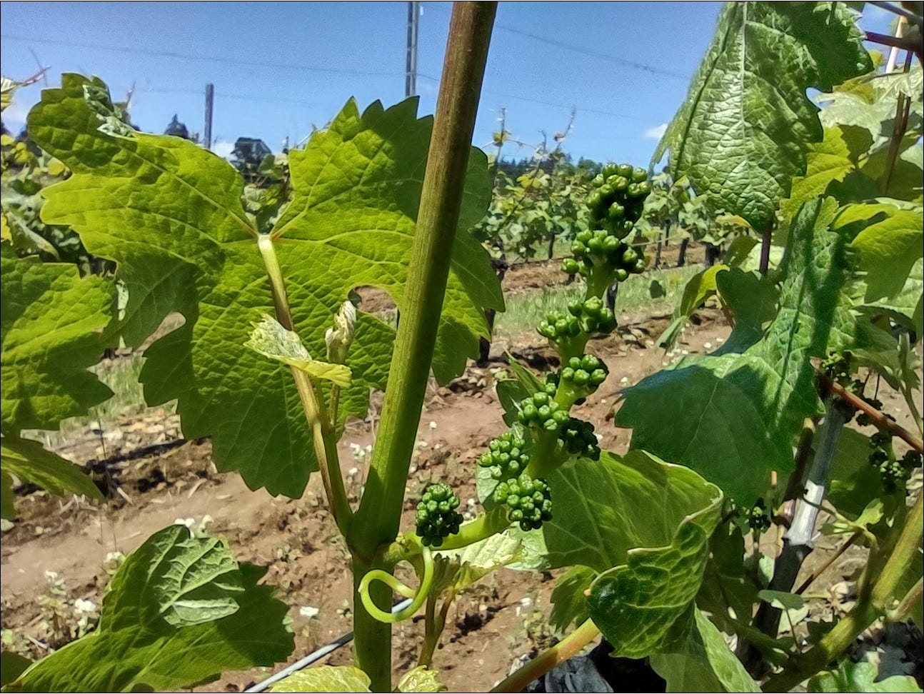 Pinot Noir inflorescence growing, but no flowers yet. 