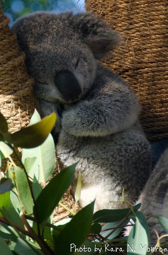 Baby Koala Sleeping