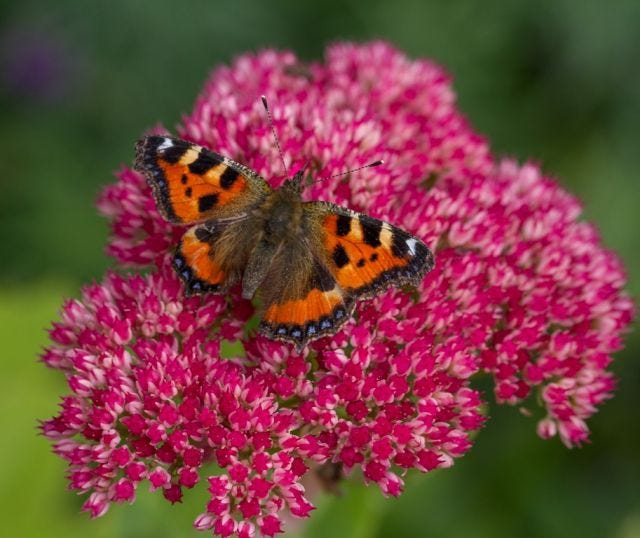 Orange and black butterfly on a deep pink flower