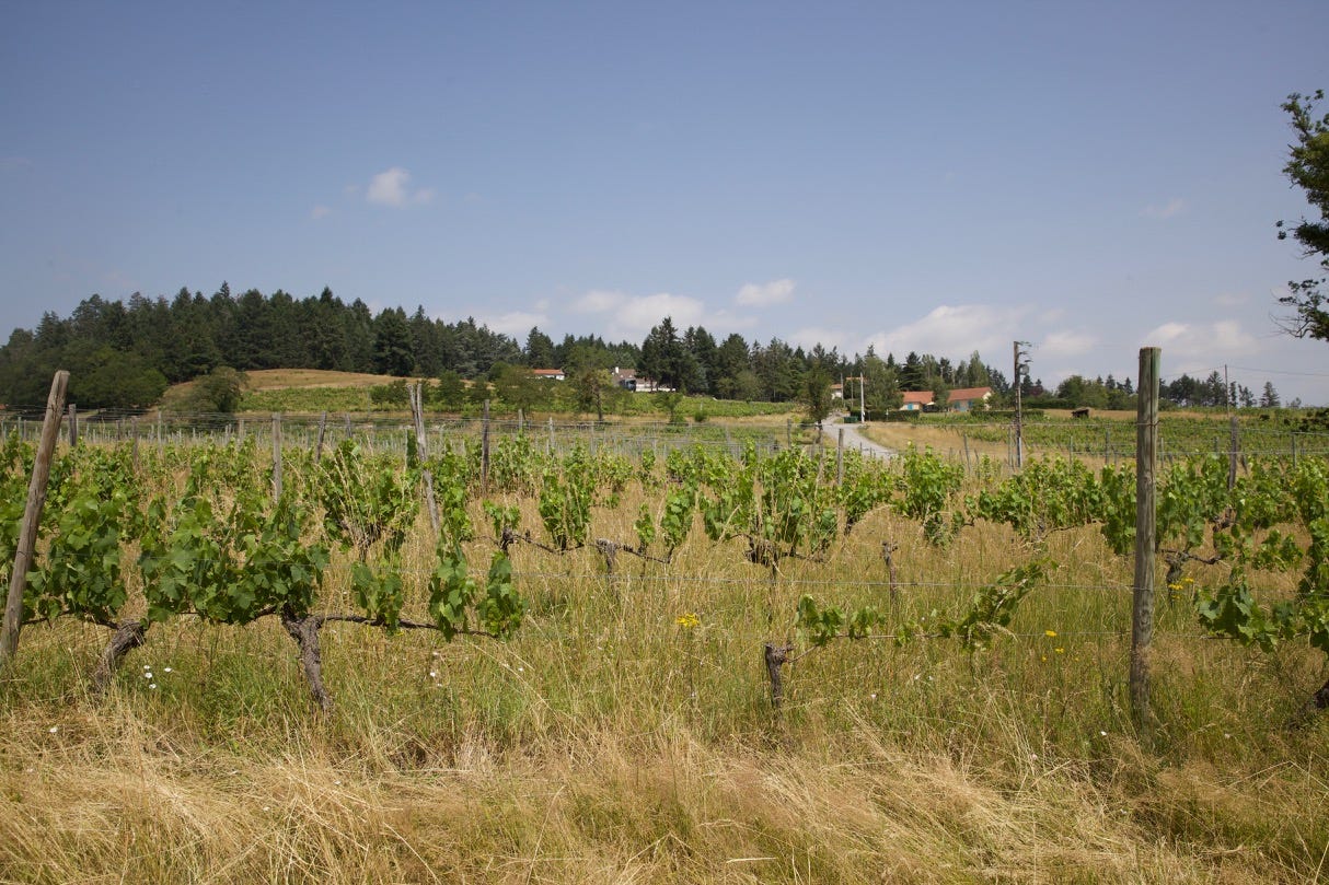 domaine du picatier christophe geraldine pialoux cote roannaise vines II