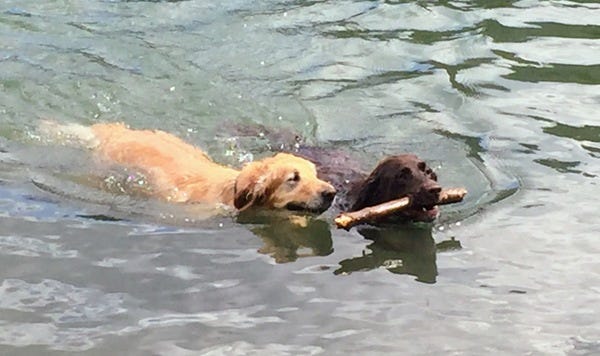 Chewy and Ketchum rescue a stick from Titus Lake in Idaho. The retrievers belong to loyal subscribers Alicia, Eric, and Jacqueline. Submit your pet photos for publication in an upcoming issue!