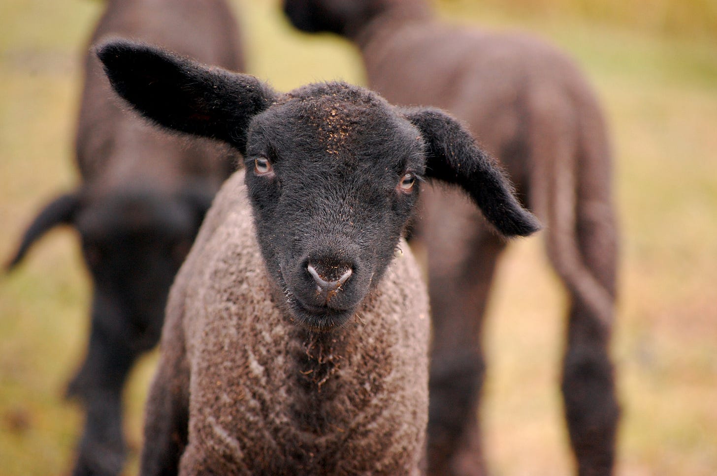 How raising sheep helped me study the Bible