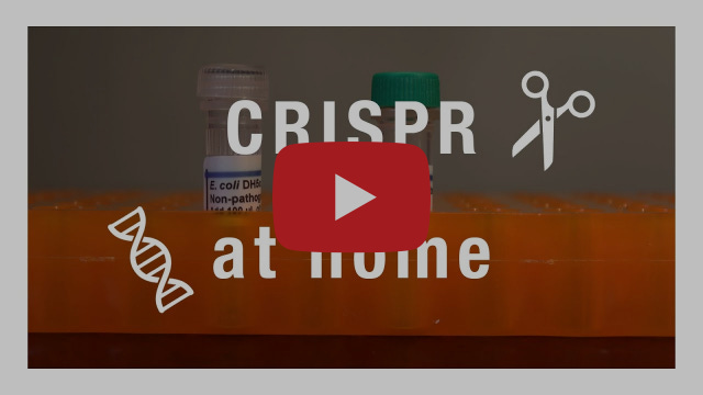 Experimenting with CRISPR Cas-9 at Home