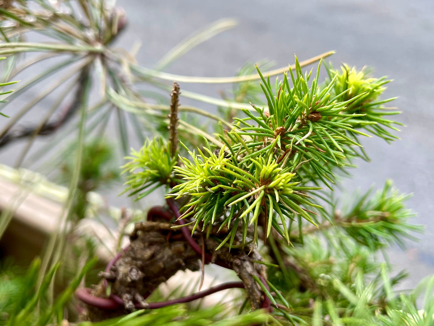 Image description: Close up of white spruce shooting fresh tips. End image description.