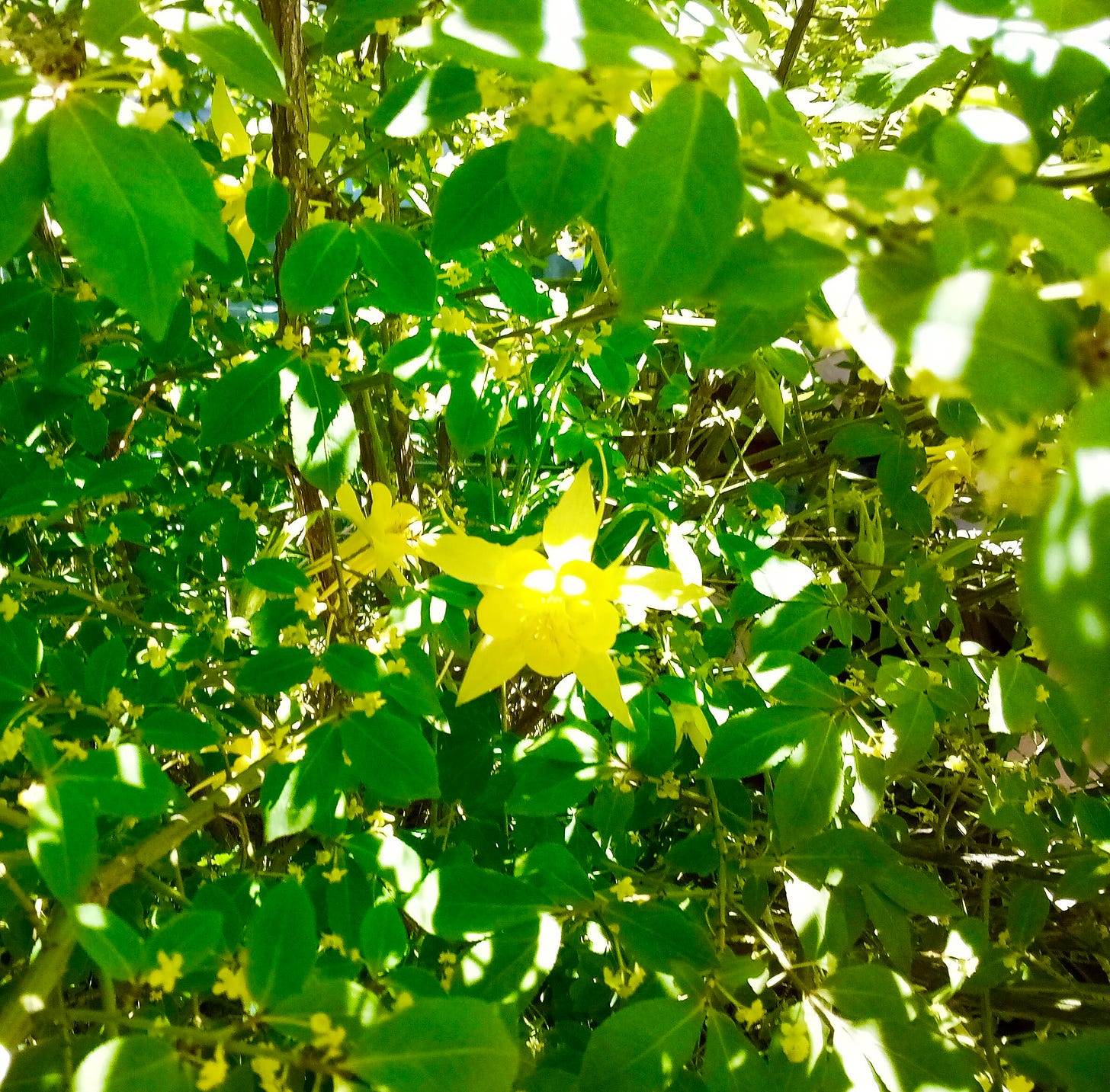 Yellow columbine flower amid green leaves