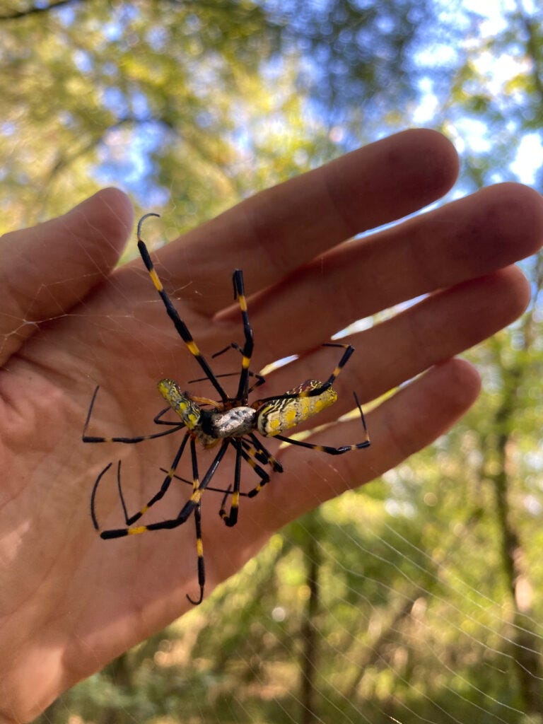 A female Joro spider is shown eating a caterpillar with a hand behind its web