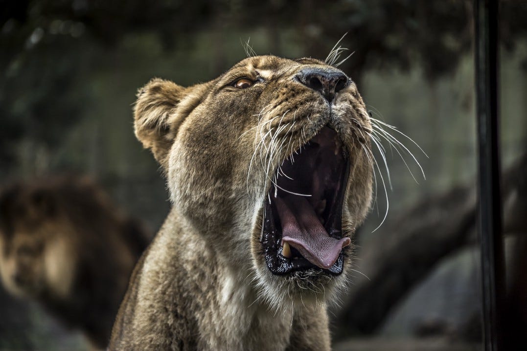 Lioness yawning in the jungle