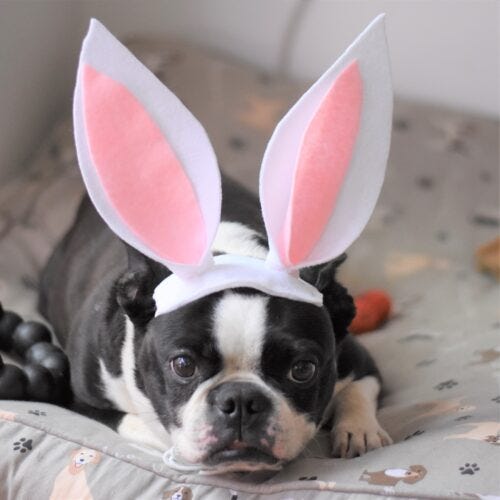 Hoppy Easter, Everyone!