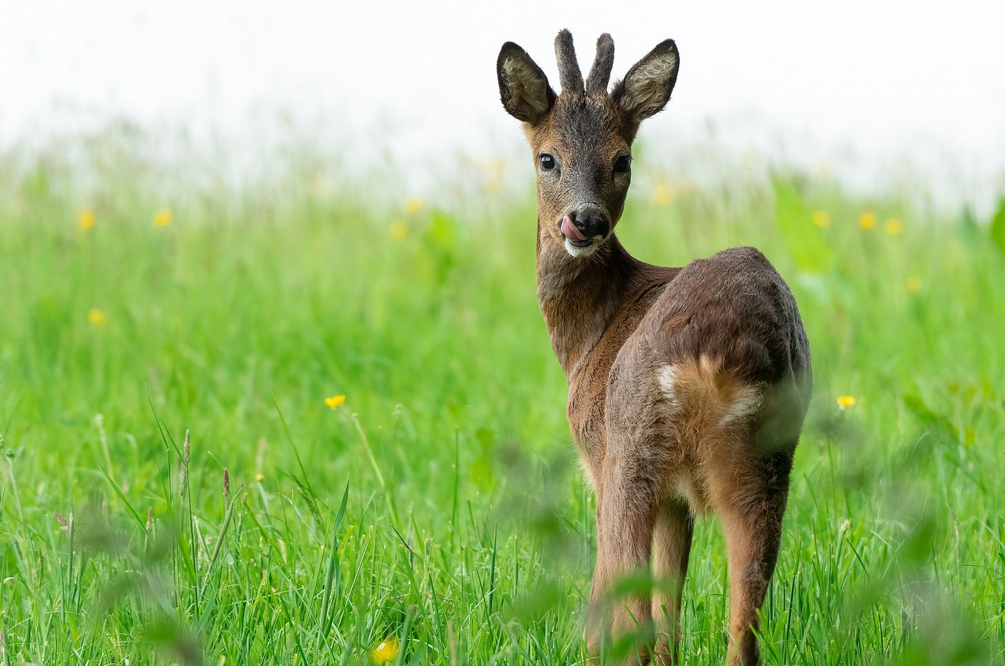 Photo of a young roe buck looking back over his shoulder with his tongue out, photographed by Rhiannon Law