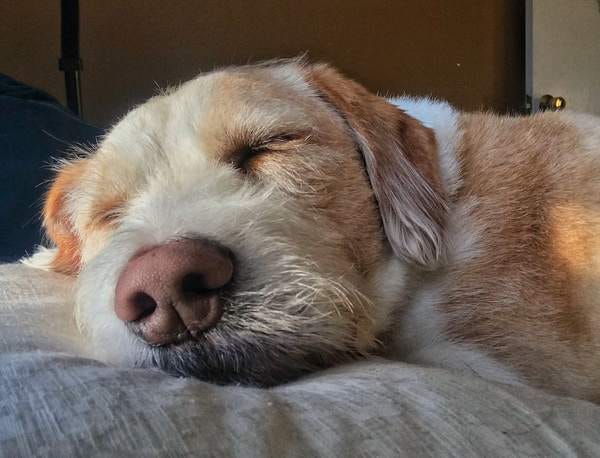 Samwise, who belongs to loyal subscriber Tom, sure does know how to snooze. Want your pet to appear in The Highlighter? hltr.co/pets