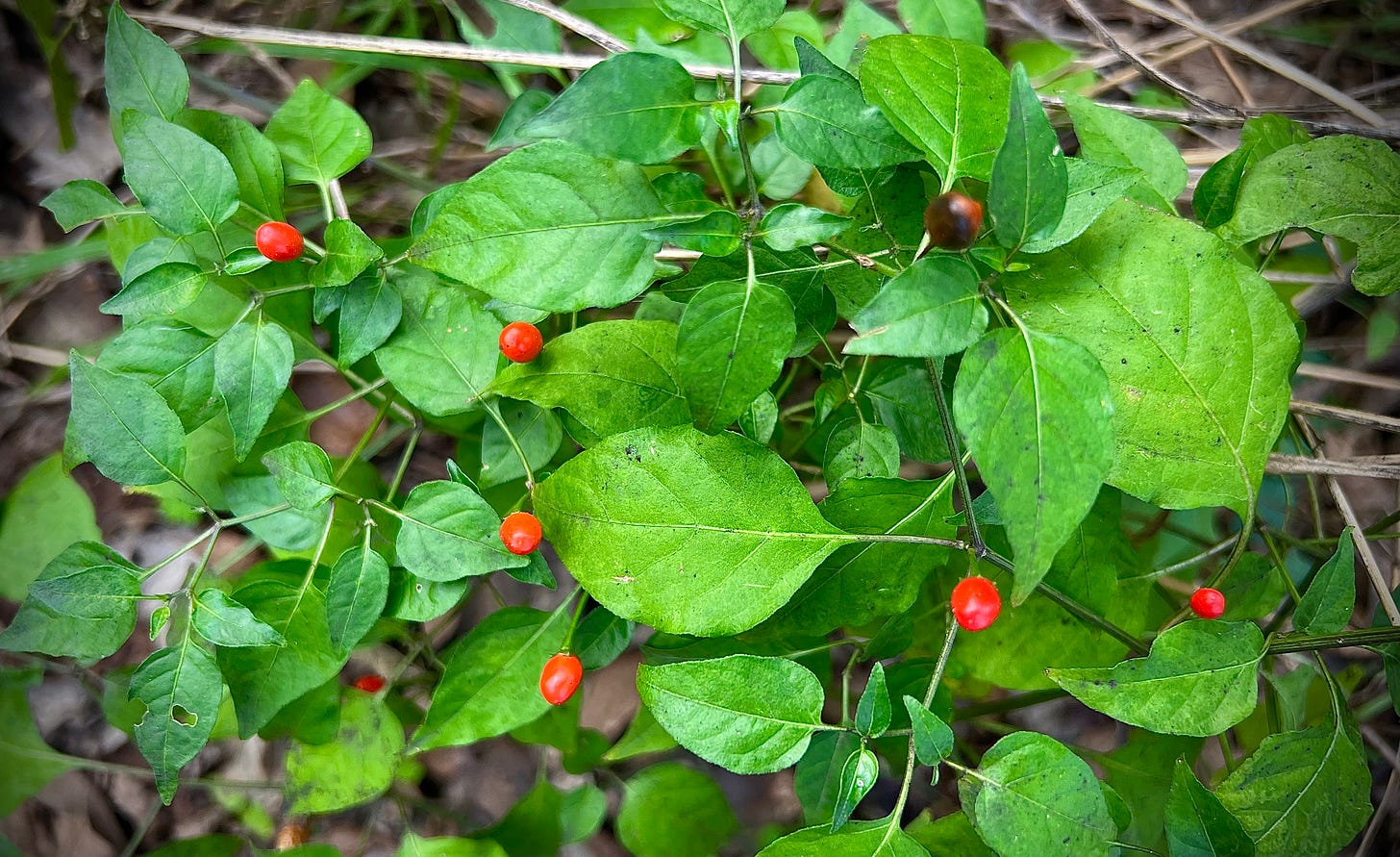 Chile pequin ripe on the vine, with bright red pea-sized peppers and bright green leaves