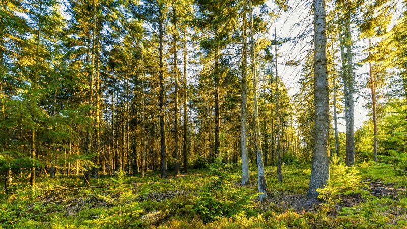 The first EU wide sustainability criteria for forest biomass must reach the  market – EURACTIV.com