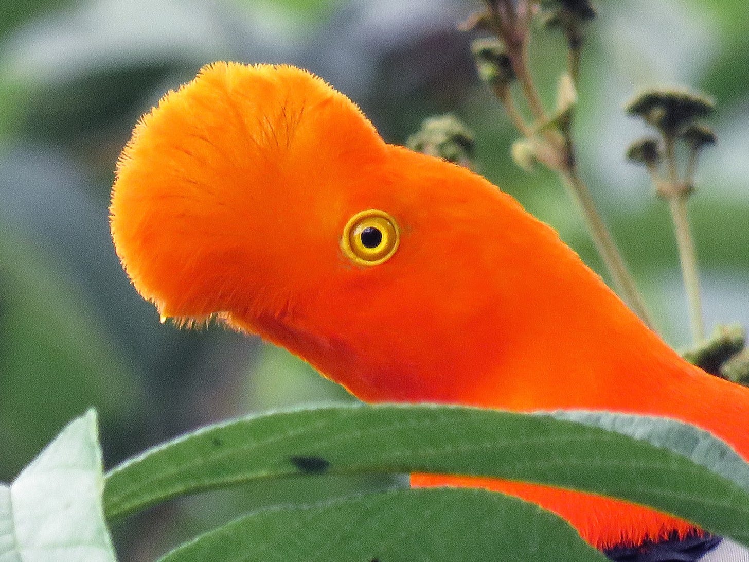 Andean Cock-of-the-rock - eBird