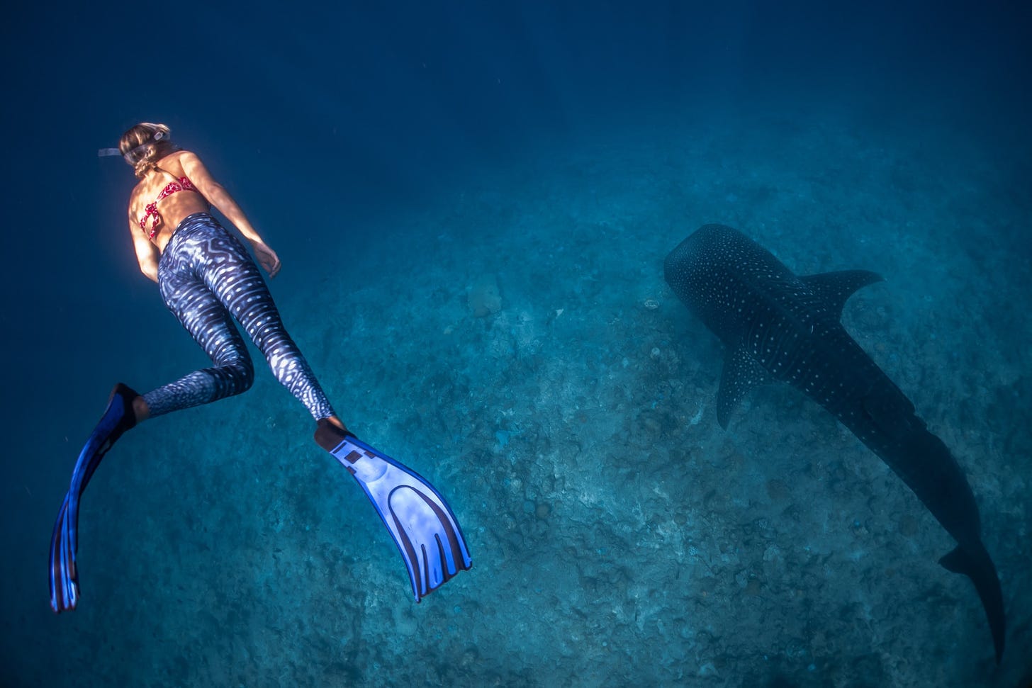 A free diver wearing whale shark-patterned leggings is pictured from above, over a whale shark.