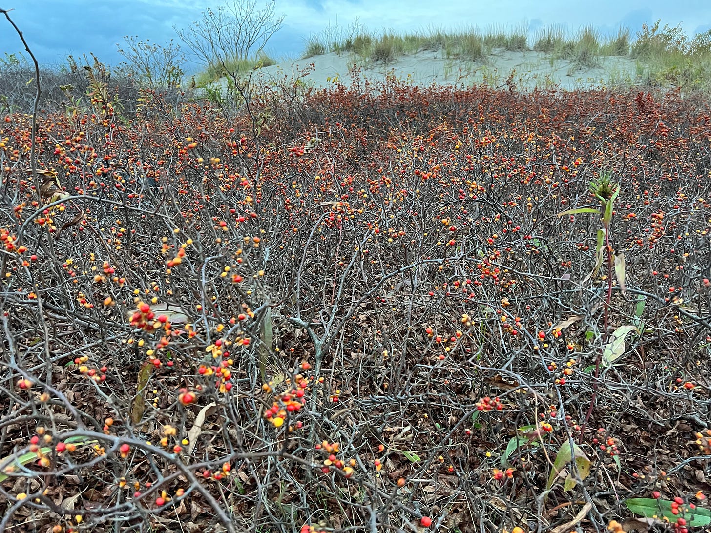 a vast tangle of brown vines with bright red and yellow berries interspersed atop of them. there's a grass-topped sand dune in the background.