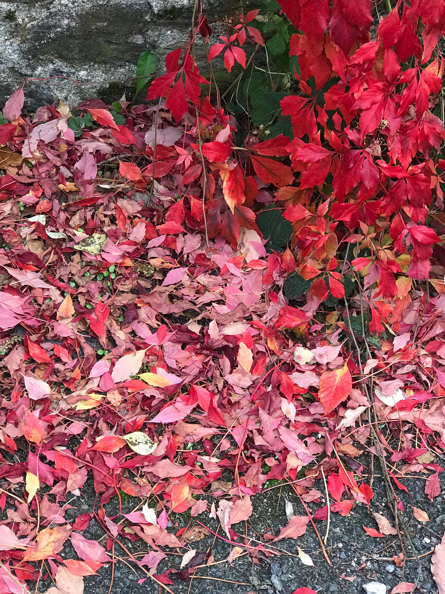Bright red, pink and brown autumnal leaves, some fallen on the ground, some cascading from a tree