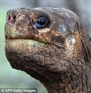 Disappeared species: The tortoise had become an ambassador of sorts for the islands off Ecuador's coast whose unique flora and fauna helped inspire Charles Darwin's ideas on evolution