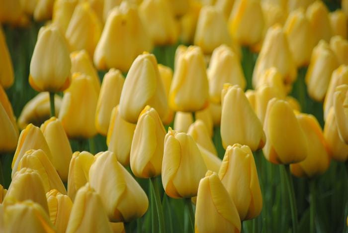 Tulipa Darwin Hybrid 'Golden Parade' Tulip from ADR Bulbs