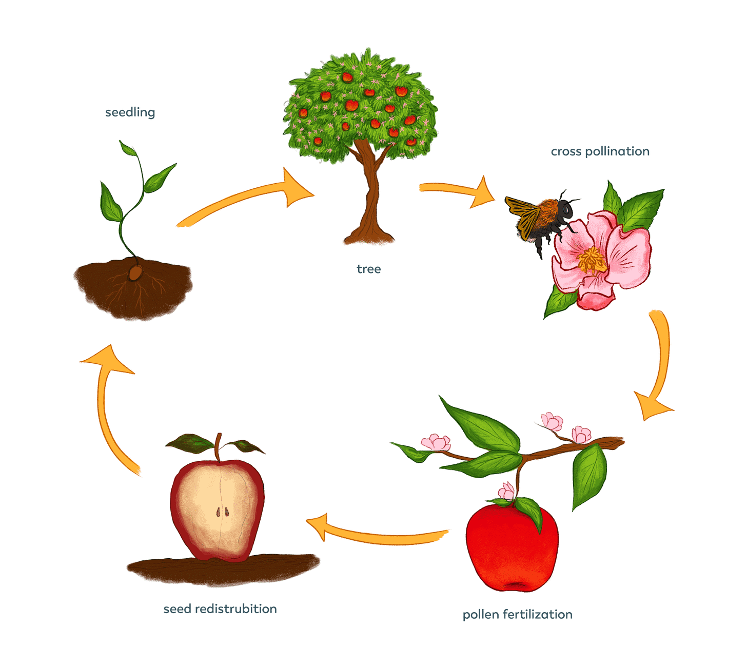 Image result for pollination life cycle