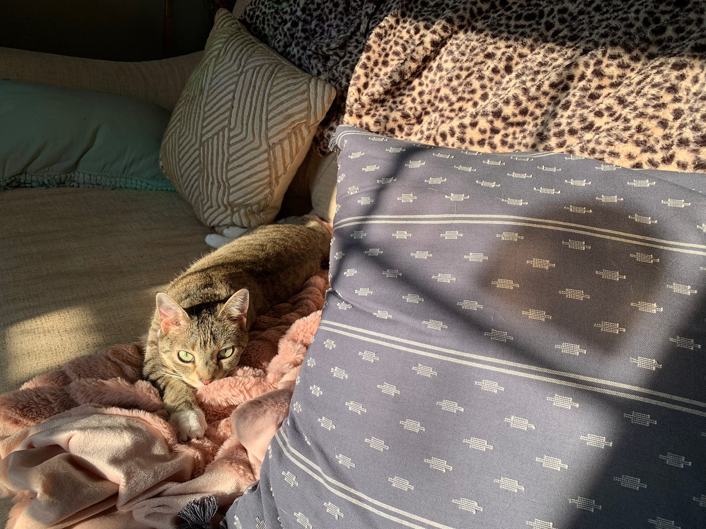 A tabby cat lying on a couch covered in pillows and blankets looks up at the viewer, bathed in sunlight