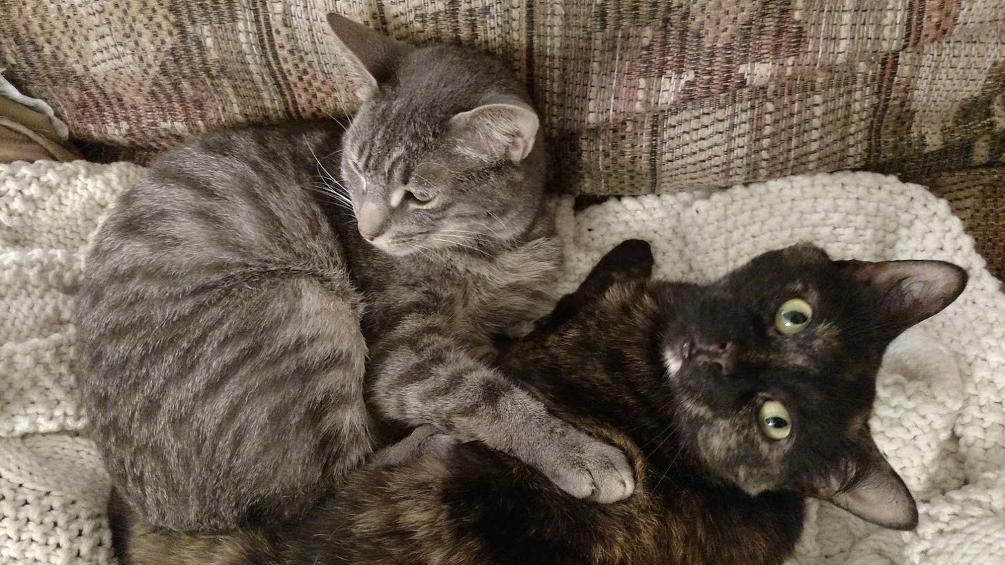 Darth, my grey tabby, and Lily, my tortoiseshell (black and orange) cat cuddle together on a white blanket.
