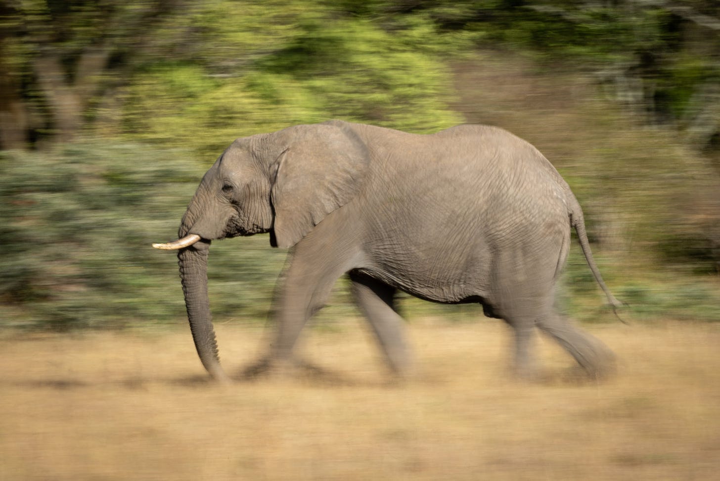 Slow pan of striding African bush elephant.jpg