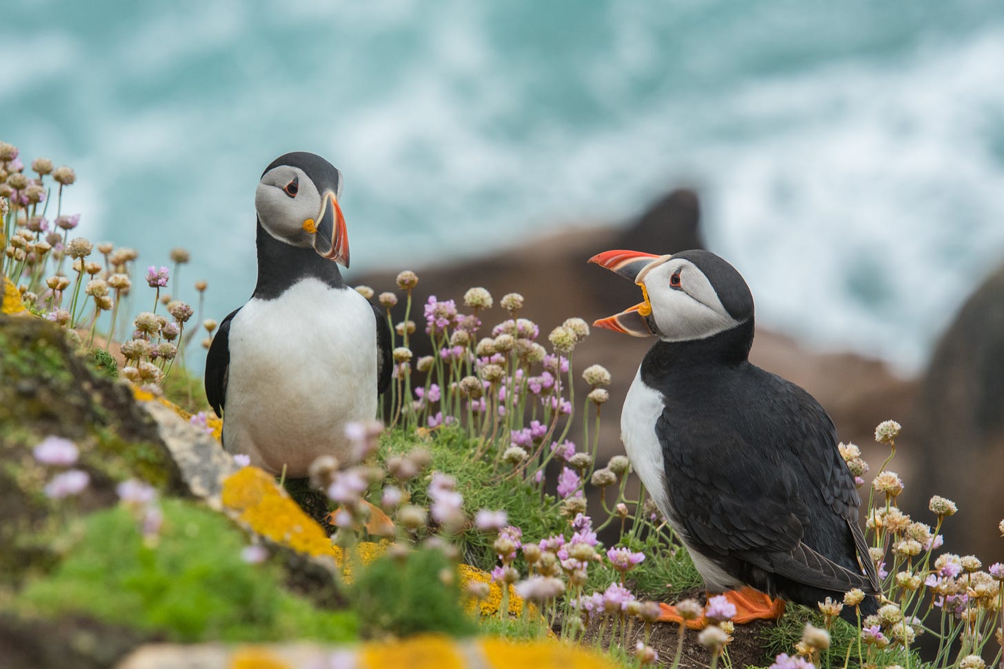 Two puffins appearing to be conversing among purple wildflowers on a rocky coastal island in Ireland