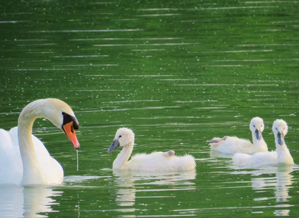 Let Your Light Shine: The Baby Swans