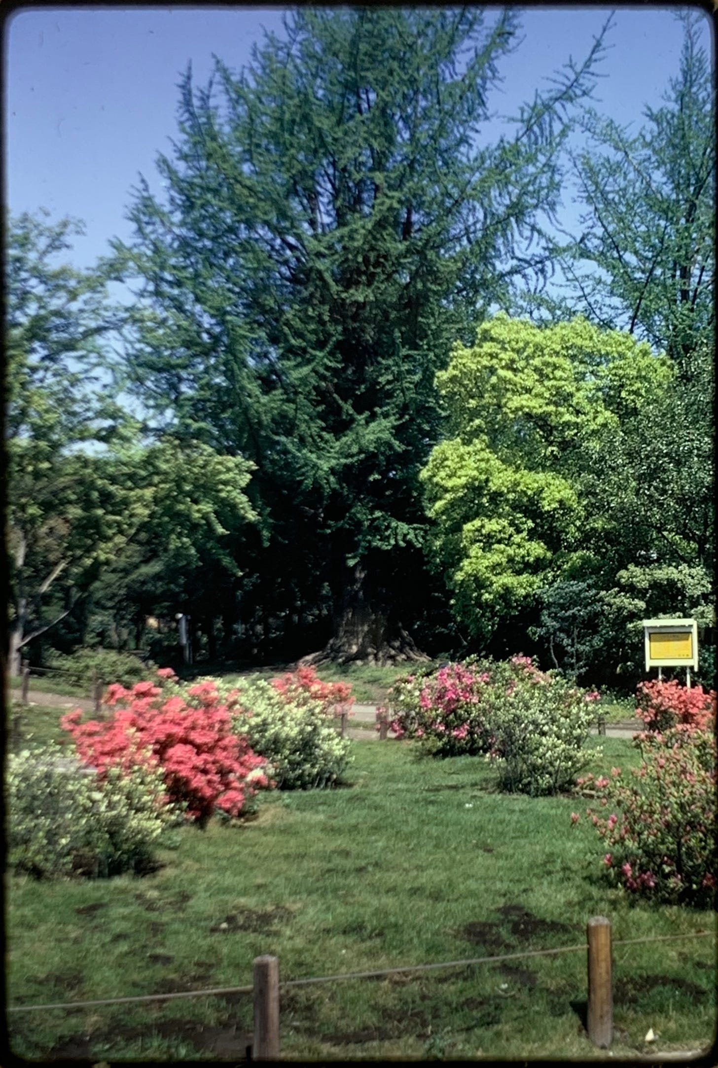 A large green Ginkgo tree with pink Azalea plantings in front.