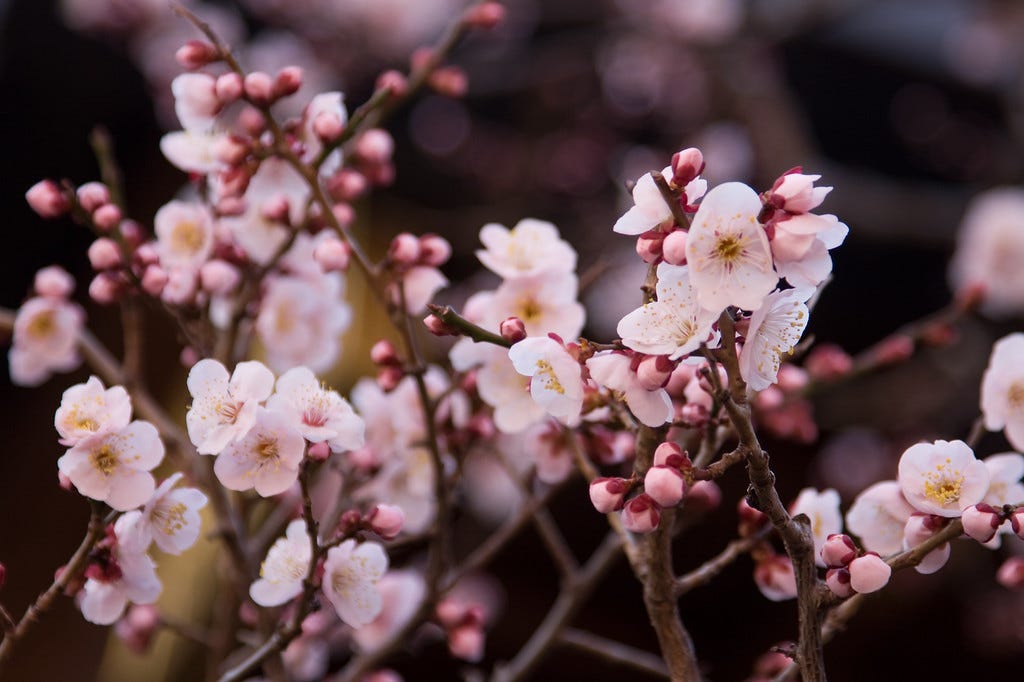 Plum blossoms at Yushima Tenjin Shrine © grilledahi