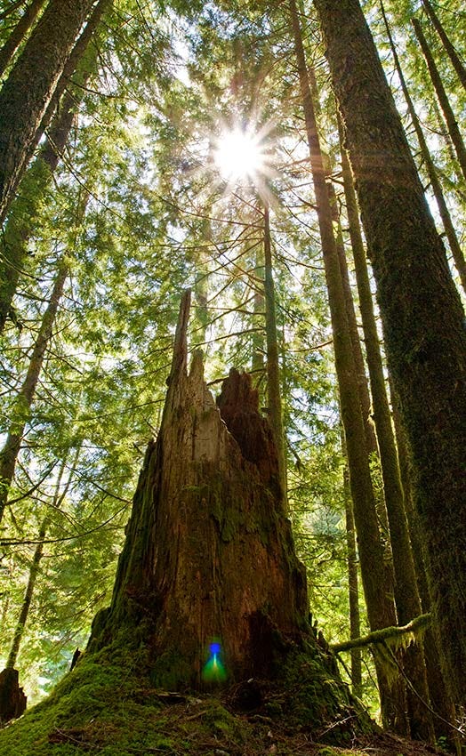 sun flare over a cedar stump in the forest