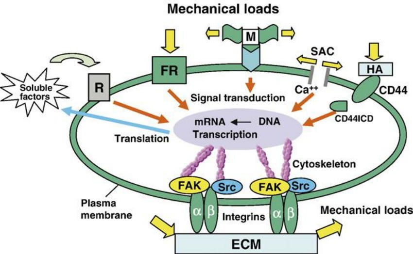 Cellular mechanotransduction mechanisms (ECM: extracellular matrix, SAC ...