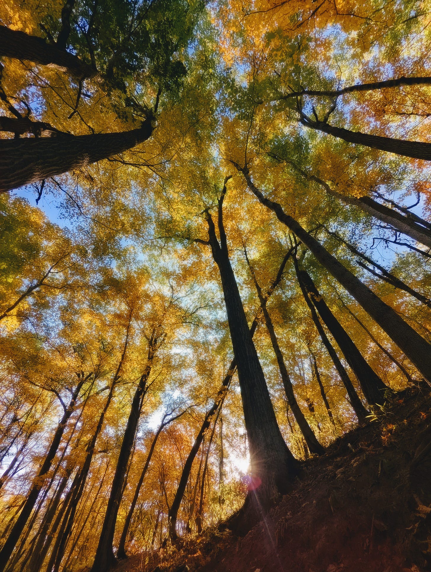Looking straight up from the middle of a forest, dark trunks lead up to green and yellow leaves that almost look airbrushed on a canvas of blue sky.