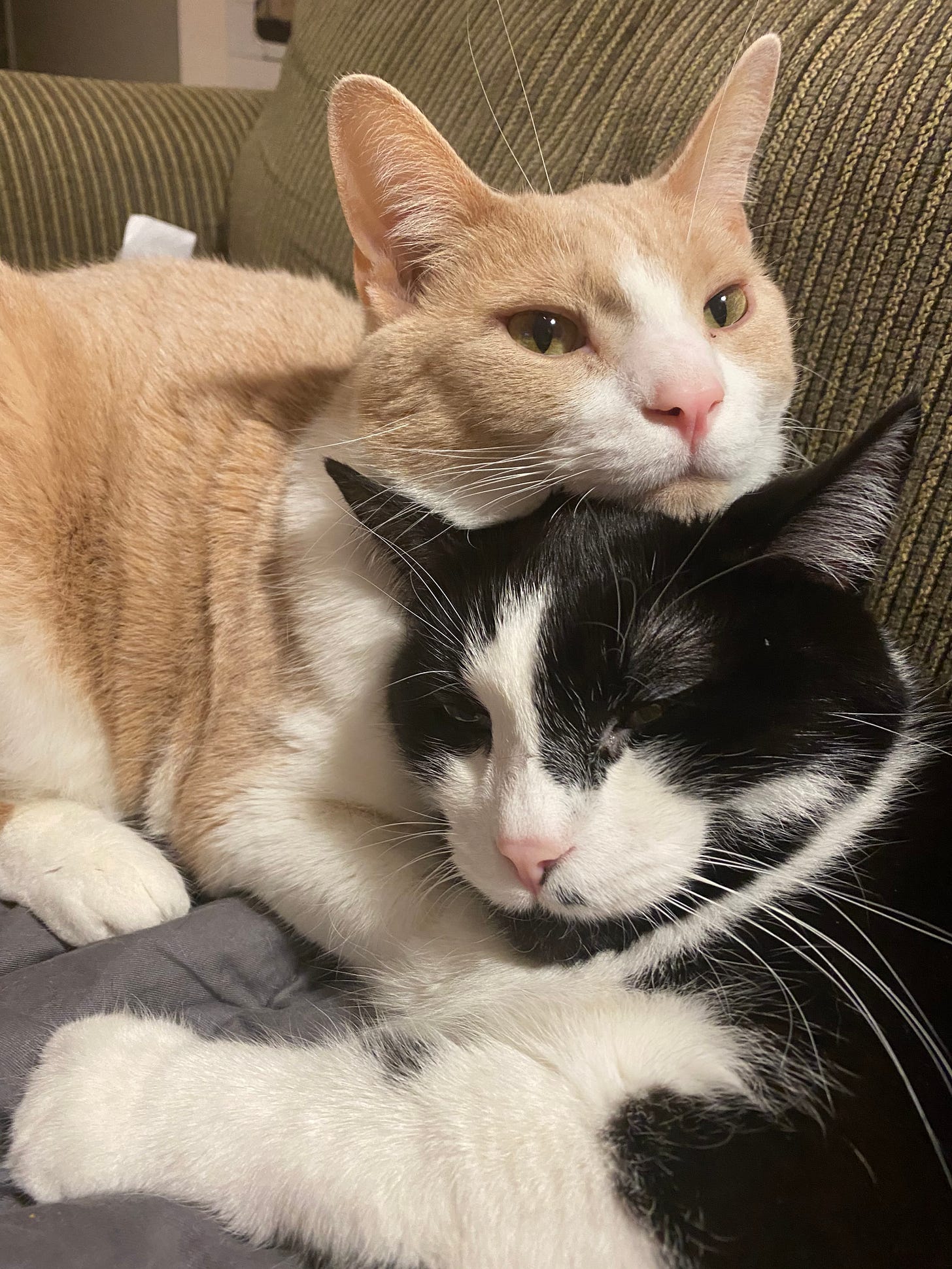 My cats, Dexter (orange and white cat) and Alfie (black and white cat) snuggling each other