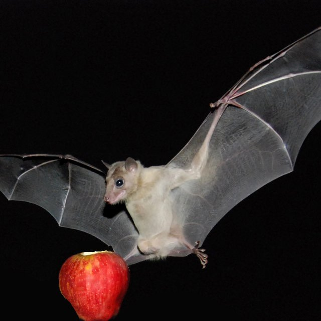 An Egyptian fruit bat landing on an apple in the lab. A recent PLoS... |  Download Scientific Diagram