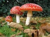 Image result for fly agaric mushroom