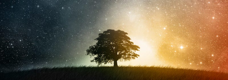 A tree in a field under stars at night