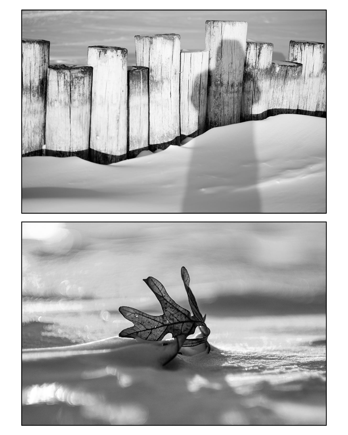 Two pictures are stacked on top of each other. The top photos shows the shadow of the photographer within the scene containing a group of wooden posts in the lakeshore. The bottom photo shows a fallen leaf emerging through the frozen park grounds.