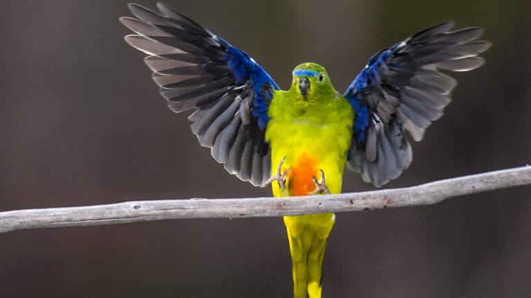 Orange-bellied parrots: Australia's endangered bird and how to save it