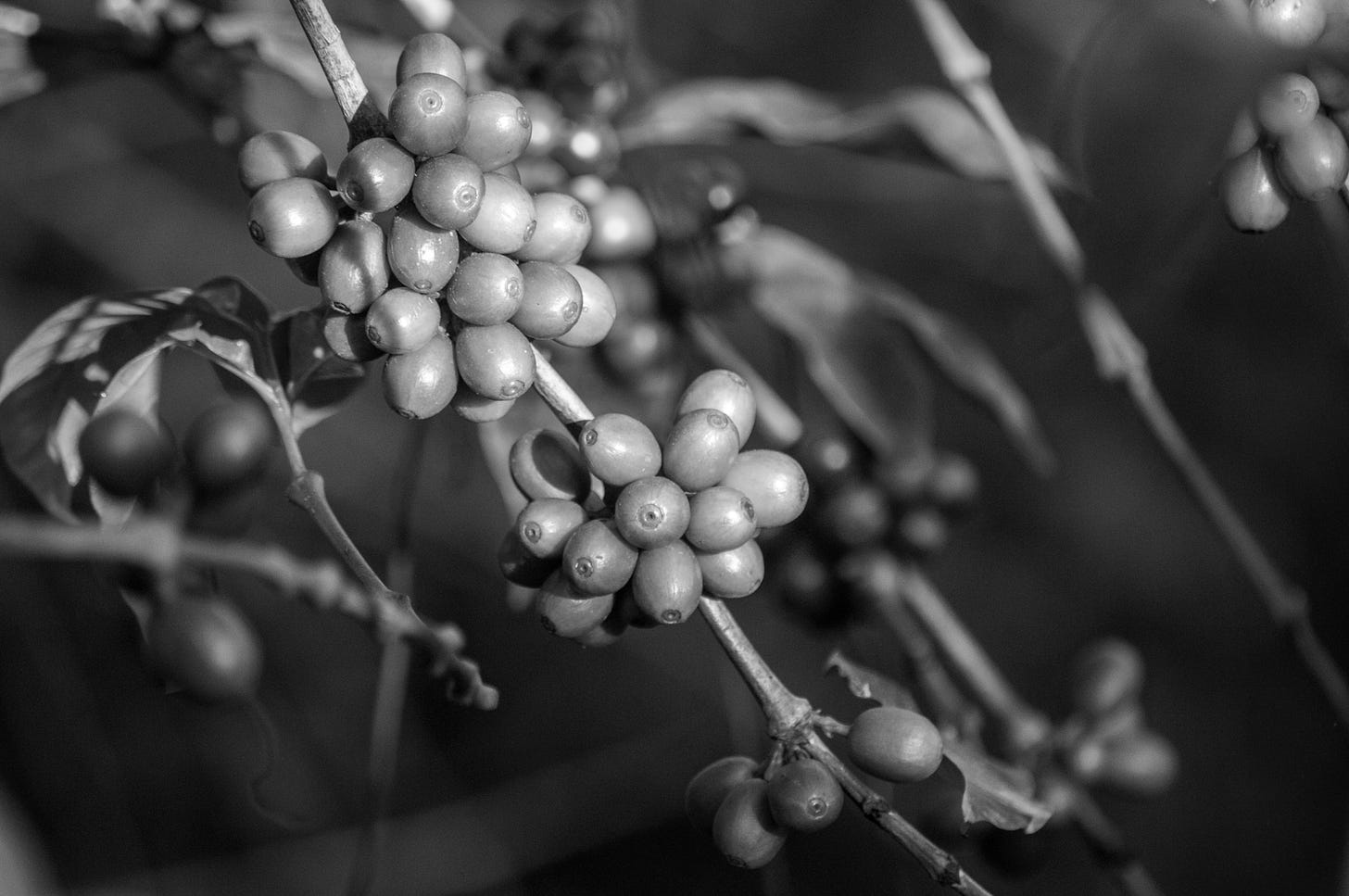 Close up of coffee cherries on a branch