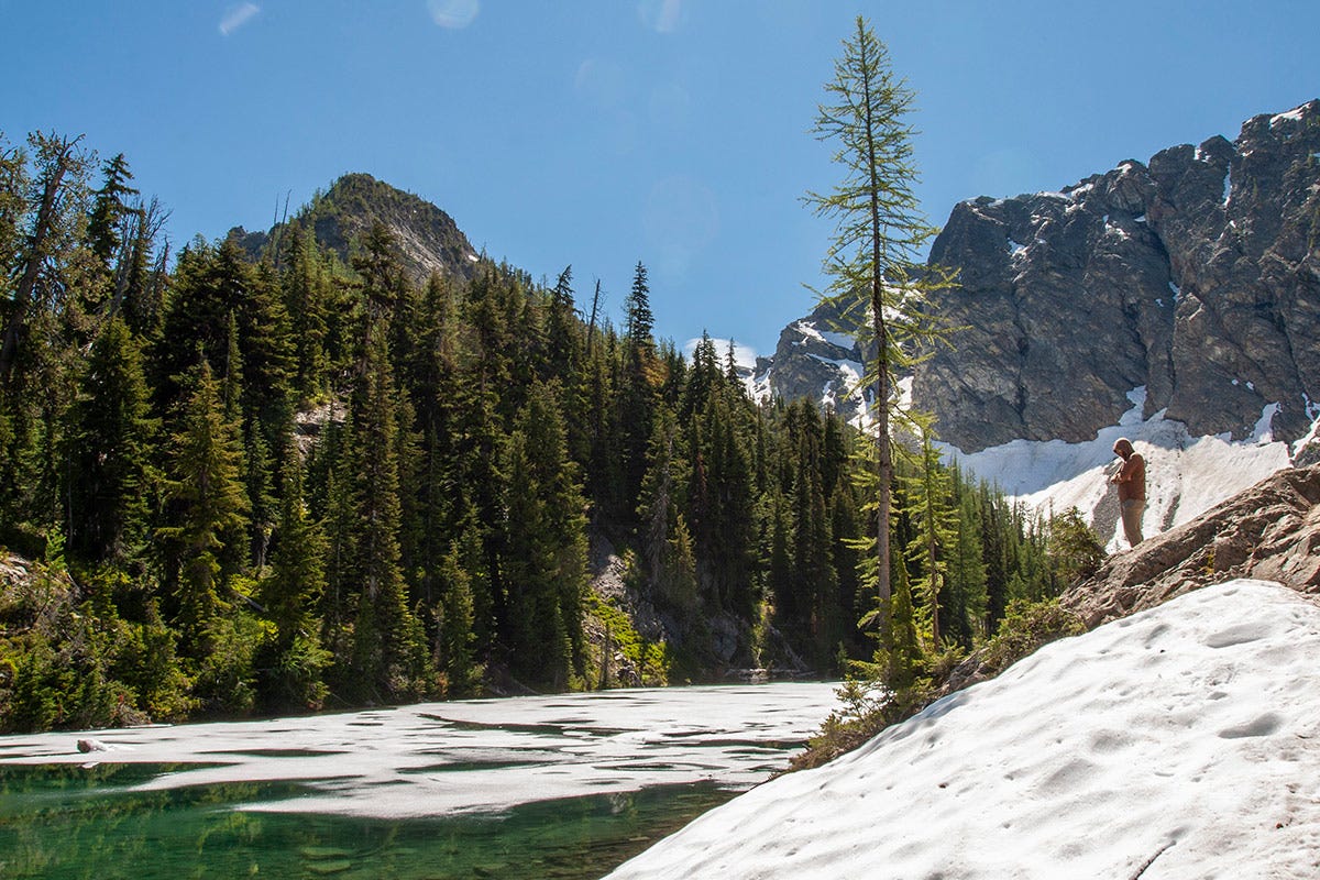 man in brown hoodie stands beside green larch on the banks of Blue Lake, the water green and mostly covered by ice, in front of a distant mountain and snow field