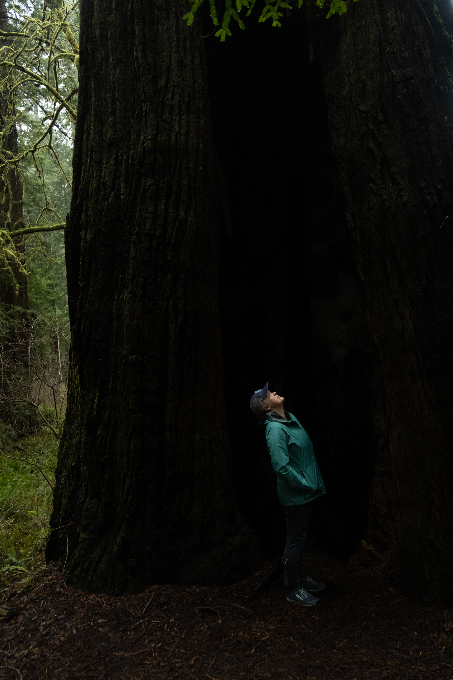 A white woman wearing a teal raincoat and a blue baseball cap looks up at a giant Redwood in California. 