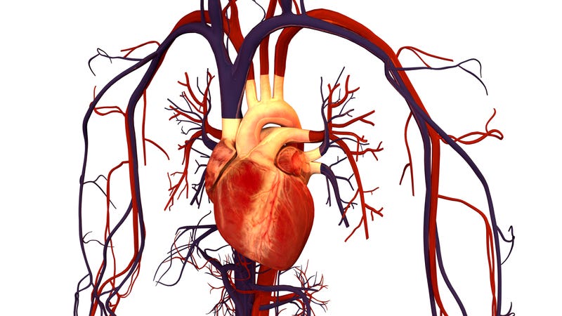 File:Human Heart and Circulatory System.png