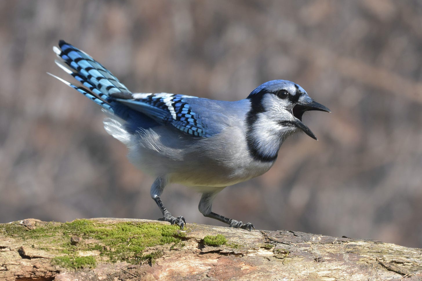 A bluejay perched on a log with its beak open and looking derpy