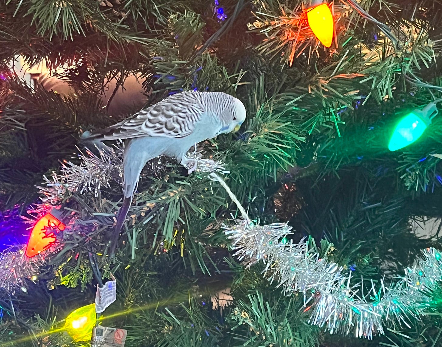 A blue budgie perched on a Christmas tree