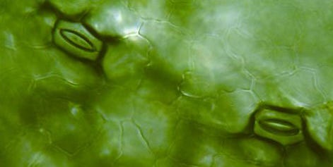 Underside of a leaf, all green, with two green "mouths" - pores of plants called stomata.