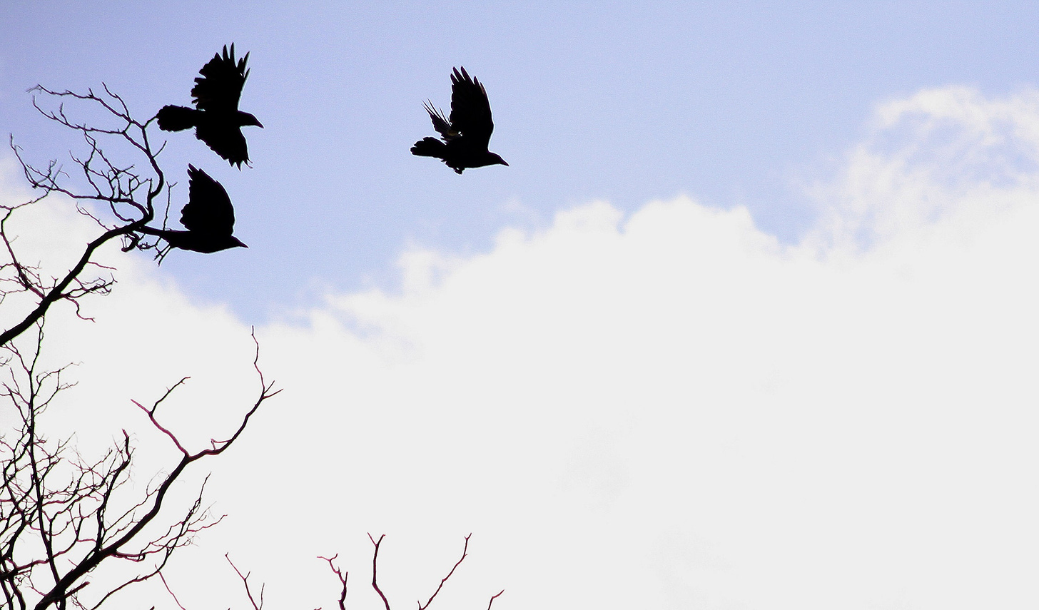 Flying Crows.