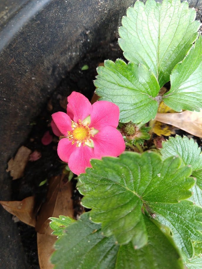 Pink strawberry blossom surrounded by bright green strawberry leaves.