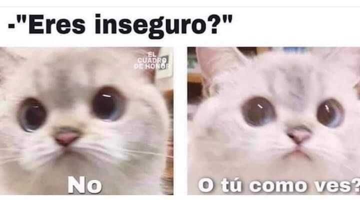 Meme con dos imágenes de un gato. Texto: "¿Eres inseguro?" "No. ¿O tú cómo ves?"