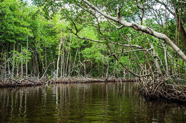 mangroves.jpg